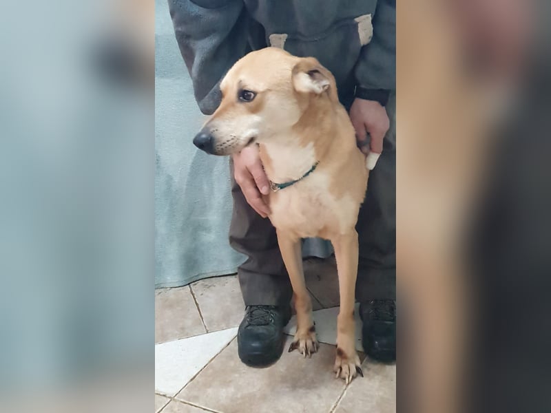 BAXTER-sehr menschenfreundlich und zutraulich wartet er sehnsüchtig auf sein liebevolles Zuhause