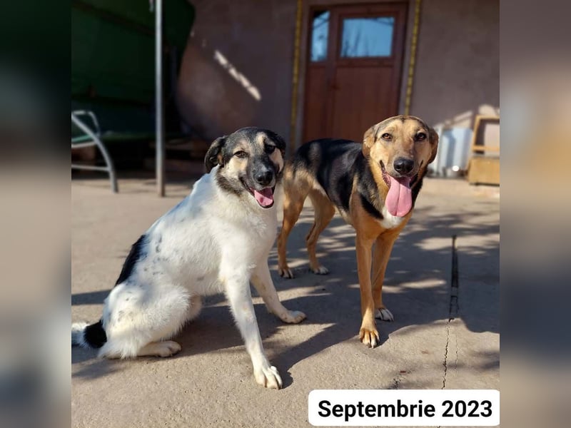 PLUTO- sanft, gesellig, freundlich, sehnt sich nach "seiner Für-immer-Familie"