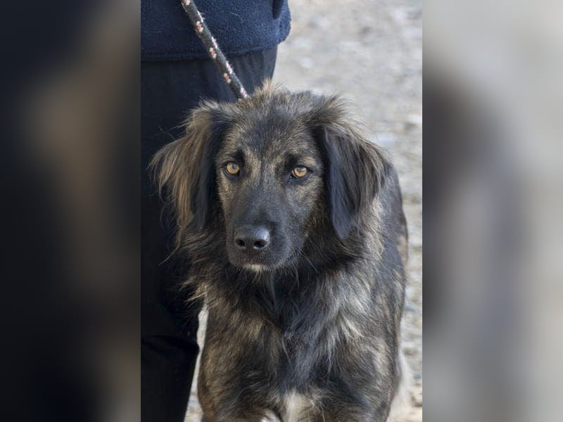 Wunderschöner ZEUS-sucht sehnsüchtig sein liebevolles Für-immer-Zuhause