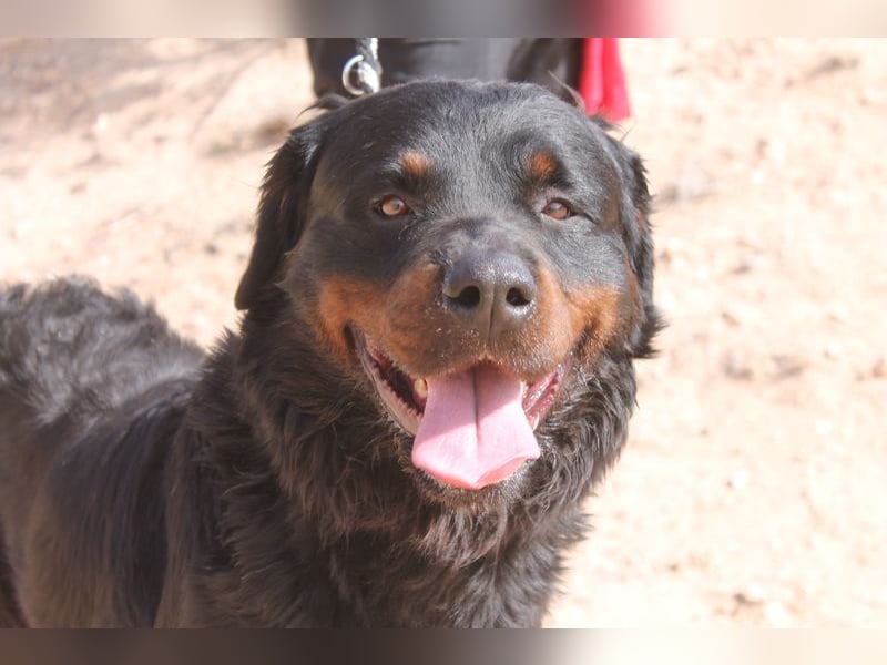 BEAR-sucht Menschen, die ihm Stabilität, Geborgenheit und eine Aufgabe geben