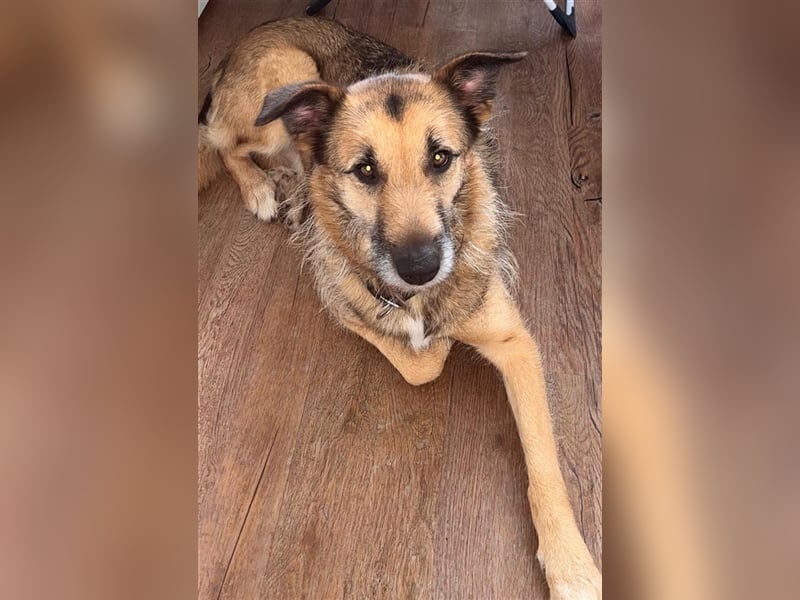 Perez – liebt Streicheleinheiten und wartet in 79837 St Blasienn auf dich