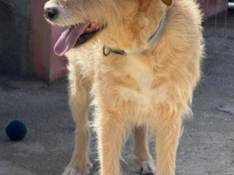 PEANUT-schnuckligen Zottel-Vertreter dieser wunderbaren Rasse