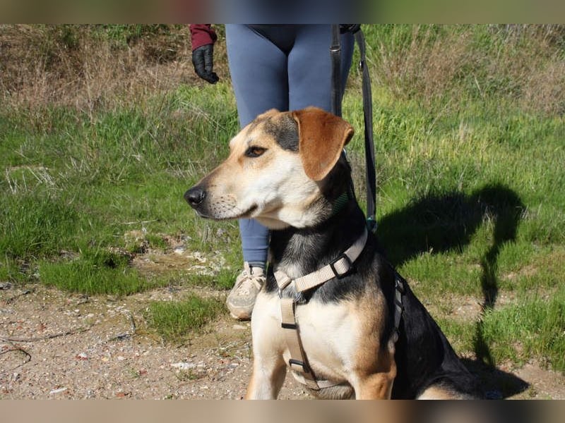 SOMBRA-lieb, sanftmütig, anhänglich und auf der Suche nach liebevoller Für-immer-Familie