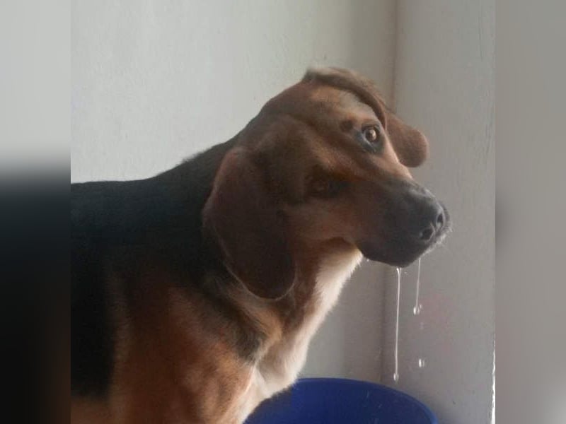 LUCHO-will schnellstmöglich das Tierheim verlassen und sucht seine liebevolle Für-immer-Familie