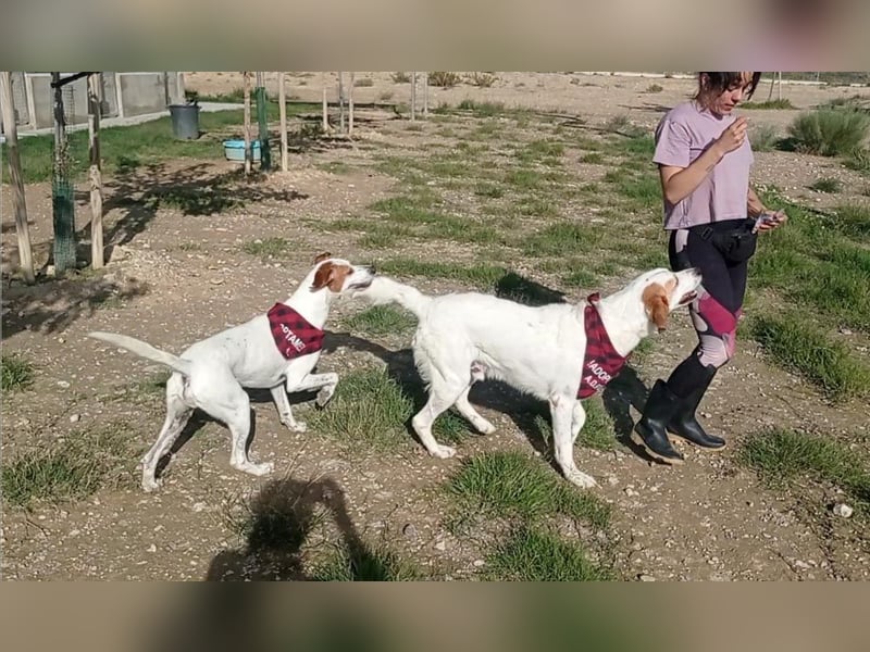 CHARDO-geht schon gut an der Leine, kann Auto fahren, ist brav und lernwillig