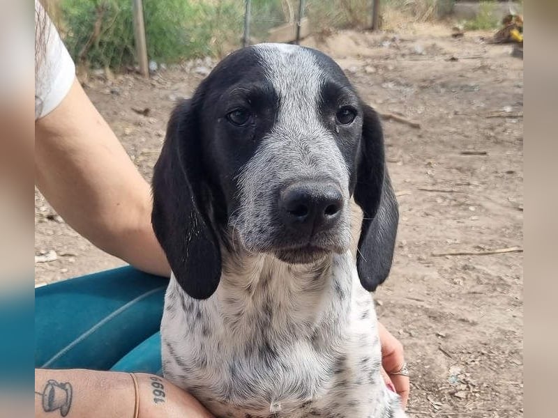 FLECHA-neugierig, sensibel, bewegungsfreudiges Mädchen sucht ihr liebevolles "Für-immer-Zuhause"