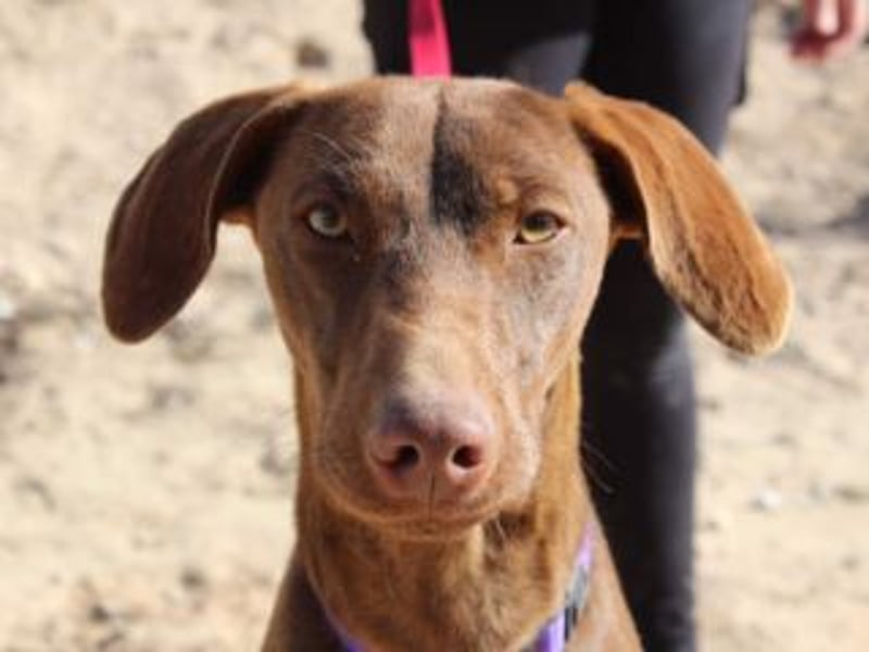 NANDO-kleiner Braco-Charmeur mit großem Herz sucht sein Zuhause