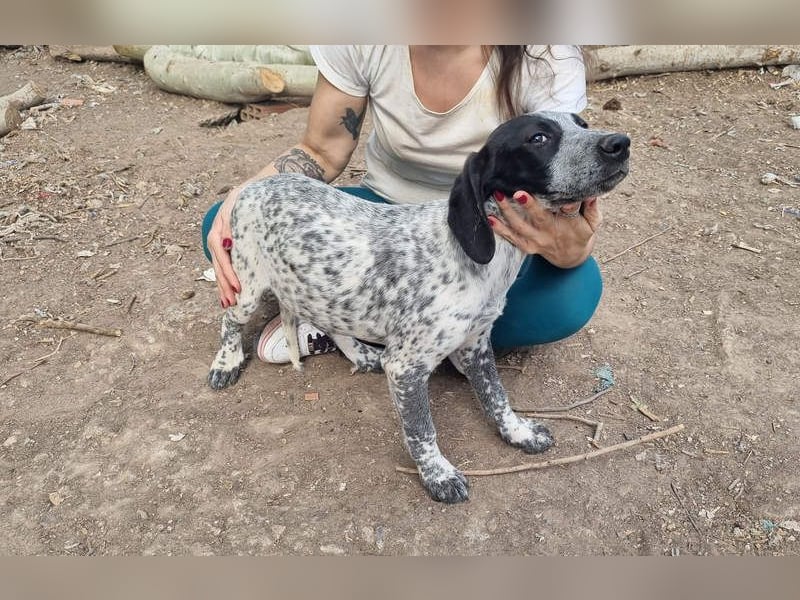 FLECHA-neugierig, sensibel, bewegungsfreudiges Mädchen sucht ihr liebevolles "Für-immer-Zuhause"