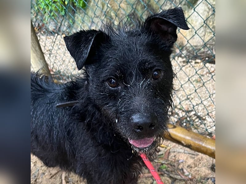 OSLO-warmherzig, anhänglich, liebenswert