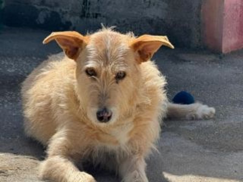 PEANUT-schnuckligen Zottel-Vertreter dieser wunderbaren Rasse