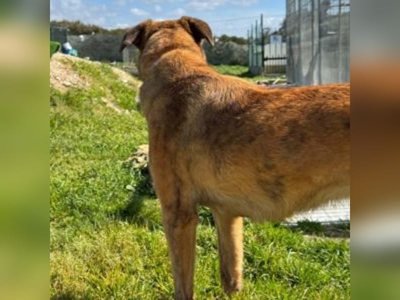 ZARA-eine ganz besondere Hündin mit einer bewegenden Geschichte