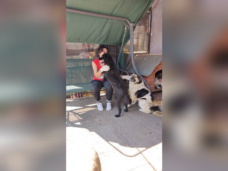 PLUTO- sanft, gesellig, freundlich, sehnt sich nach "seiner Für-immer-Familie"