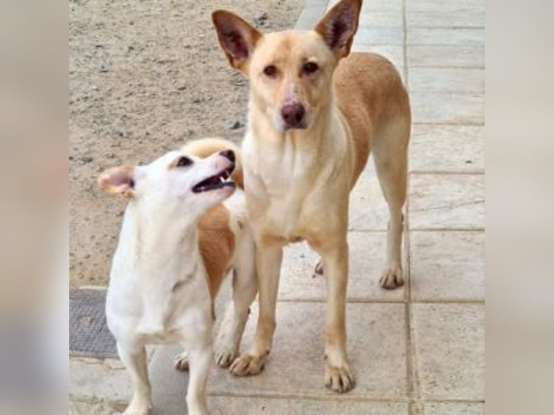 CALA-sehr angenehme, stille Hündin