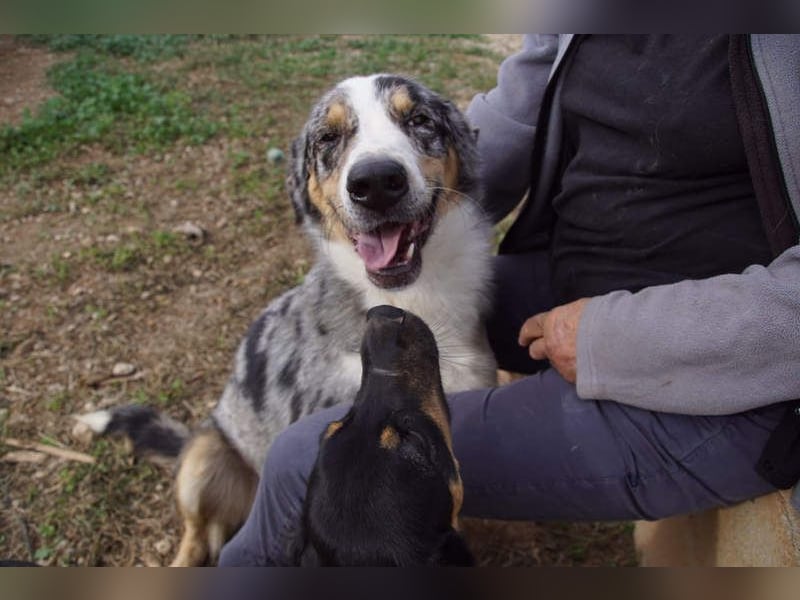 MERLI-ein Schatz auf 4 Pfoten, sozial sucht sein liebevolles Für-immer-Zuhause