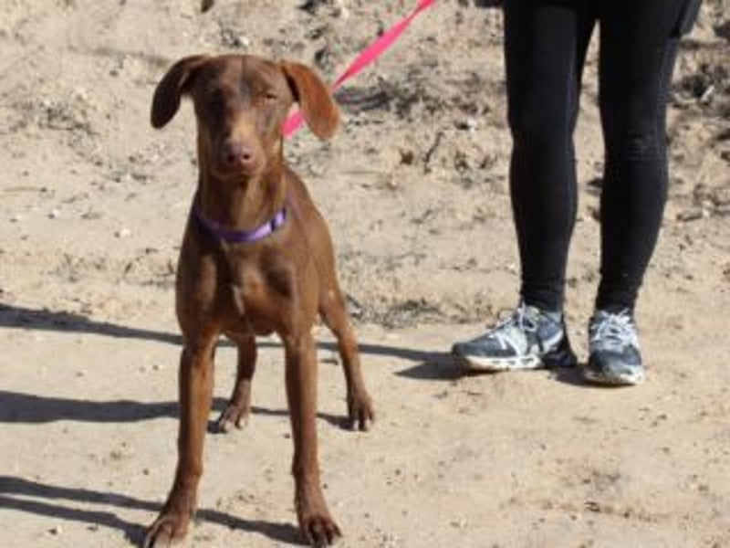 NANDO-kleiner Braco-Charmeur mit großem Herz sucht sein Zuhause