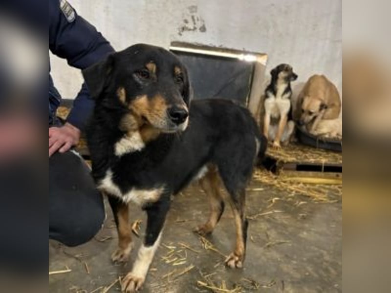 ROCKY– ruhiger Begleiter mit großem Herzen sucht sein Für-immer-Zuhause