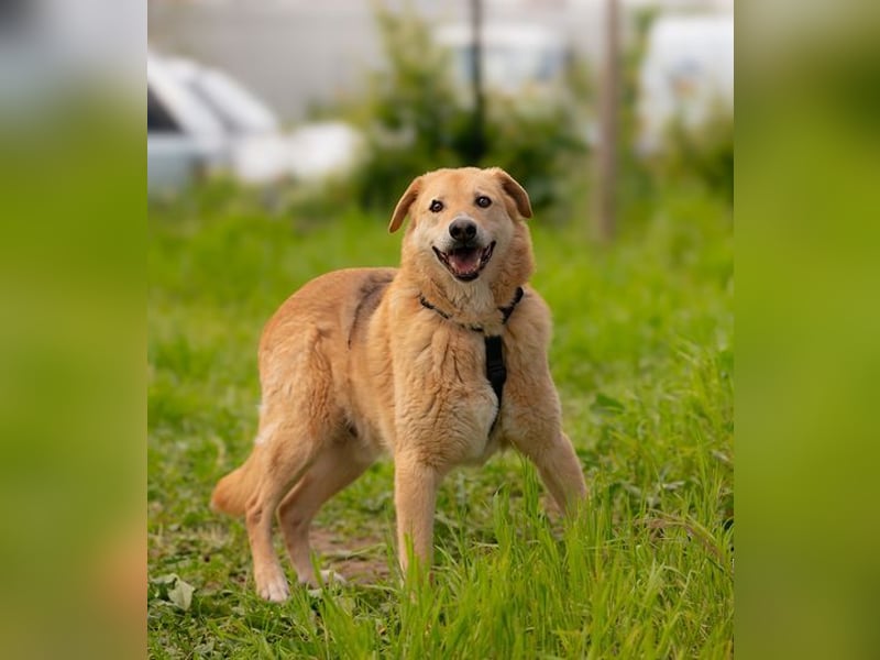 LORIEN - vorsichtiger Herzenshund sucht Menschen mit Geduld und Liebe