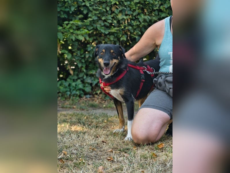 ROCKY– ruhiger Begleiter mit großem Herzen sucht sein Für-immer-Zuhause