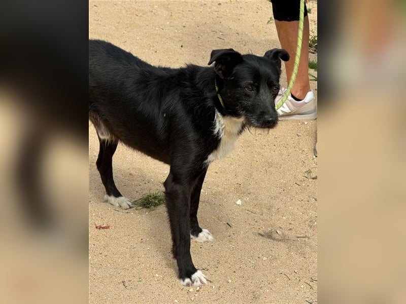 BRIGADEIRO-everybodys darling, liebenswert, freundlich, sehnt sich nach menschlicher Nähe