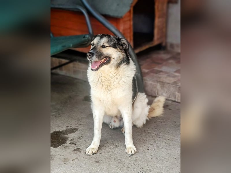 PLUTO- sanft, gesellig, freundlich, sehnt sich nach "seiner Für-immer-Familie"