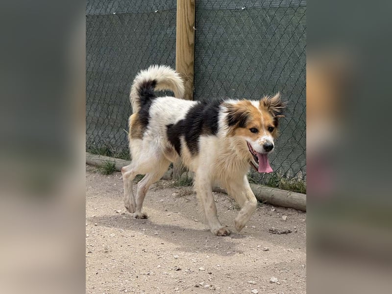 LOKI-fröhlicher, unkomplizierter Begleiter sucht sein liebevolles "Für-immer-Zuhause"