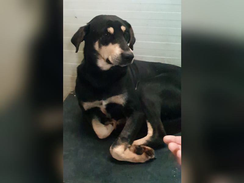 REX- sucht sehnsüchtig ruhigen Ort, ein bequemes Körbchen um entspannt zu dösen.