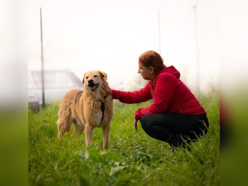 LORIEN - vorsichtiger Herzenshund sucht Menschen mit Geduld und Liebe