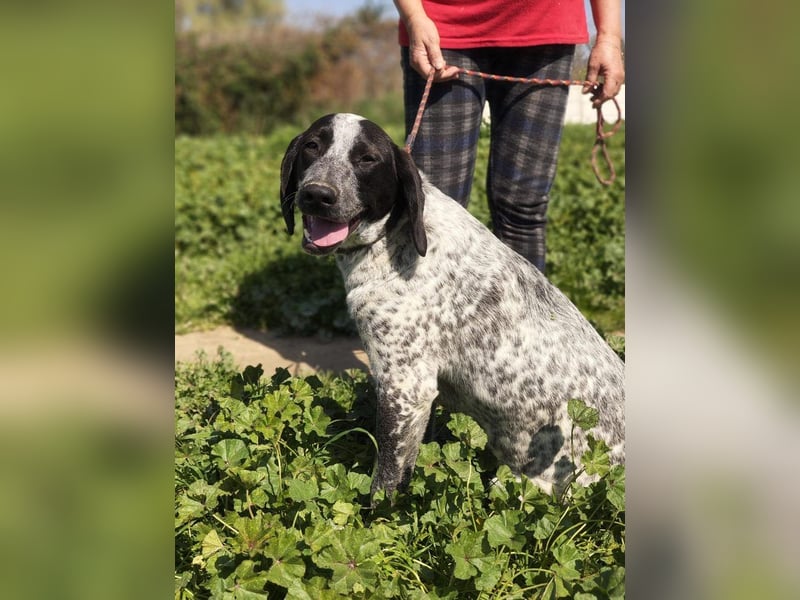 FLECHA-neugierig, sensibel, bewegungsfreudiges Mädchen sucht ihr liebevolles "Für-immer-Zuhause"