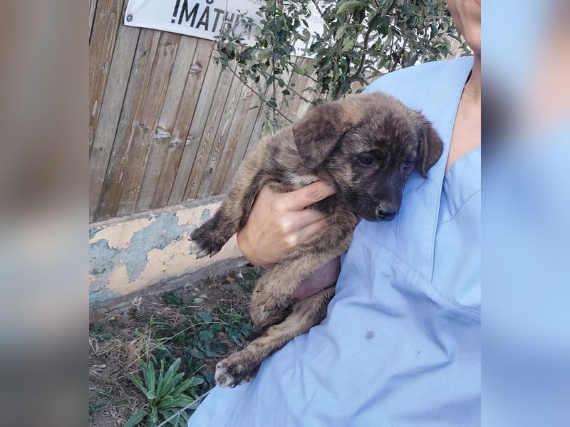 Wunderschöne BRUNA-freundlich zu Mensch und Hund, wartet sehnsüchtig auf ihre liebevolle  Familie