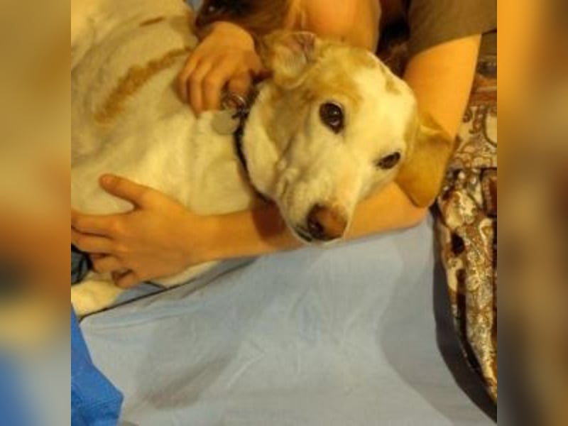 NEKO-fröhlicher, aktiver Begleiter, der gerne draußen unterwegs ist