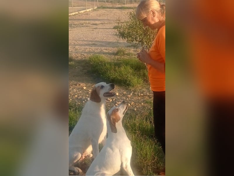 CHARDO-geht schon gut an der Leine, kann Auto fahren, ist brav und lernwillig