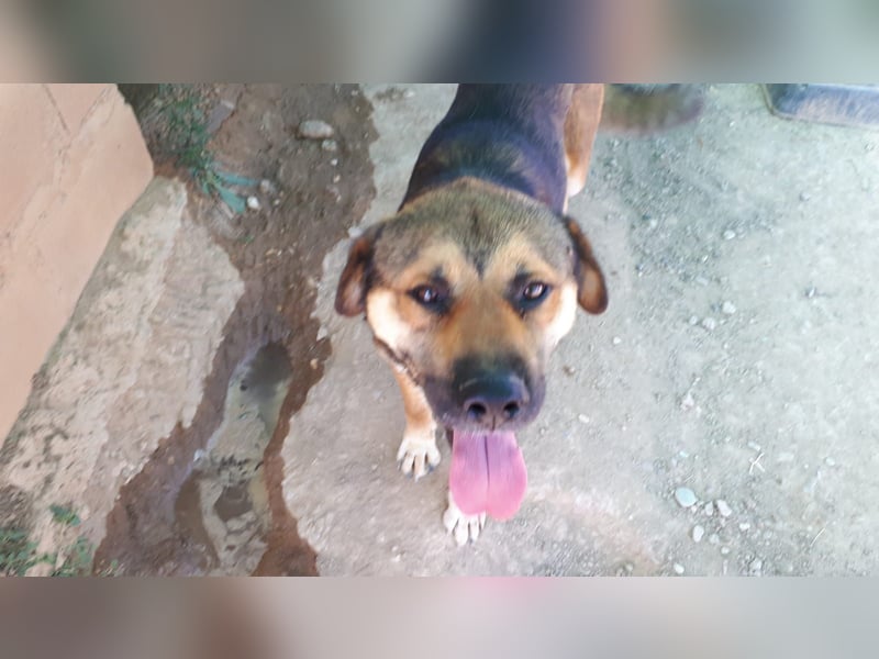 SIBILO - treuer Hundemann