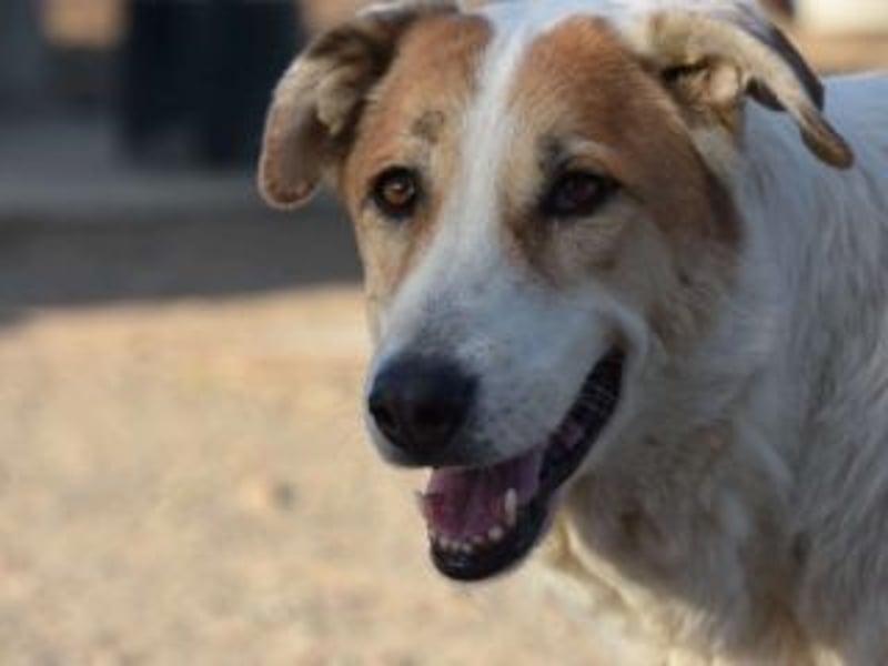 Seelenhündin INDILA-liebe,herzensgute Hündin die ihre Menschen mit Sicherheit glücklich machen wird.