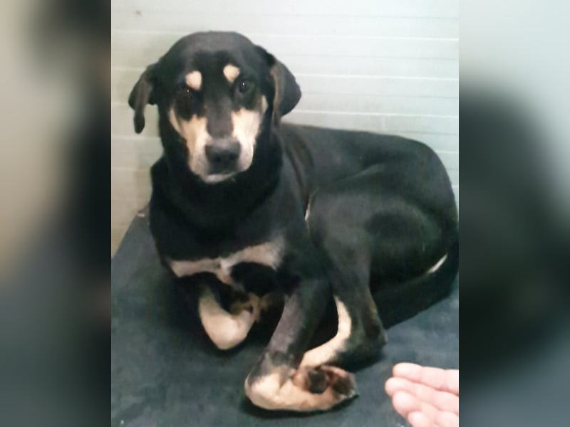 REX- sucht sehnsüchtig ruhigen Ort, ein bequemes Körbchen um entspannt zu dösen.