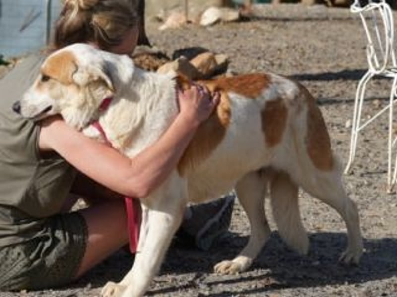 Seelenhündin INDILA-liebe,herzensgute Hündin die ihre Menschen mit Sicherheit glücklich machen wird.