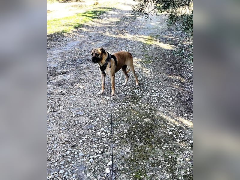 HERCULES-tapferer, lieber, intelligenter Rüde sucht liebevolles Zuhause