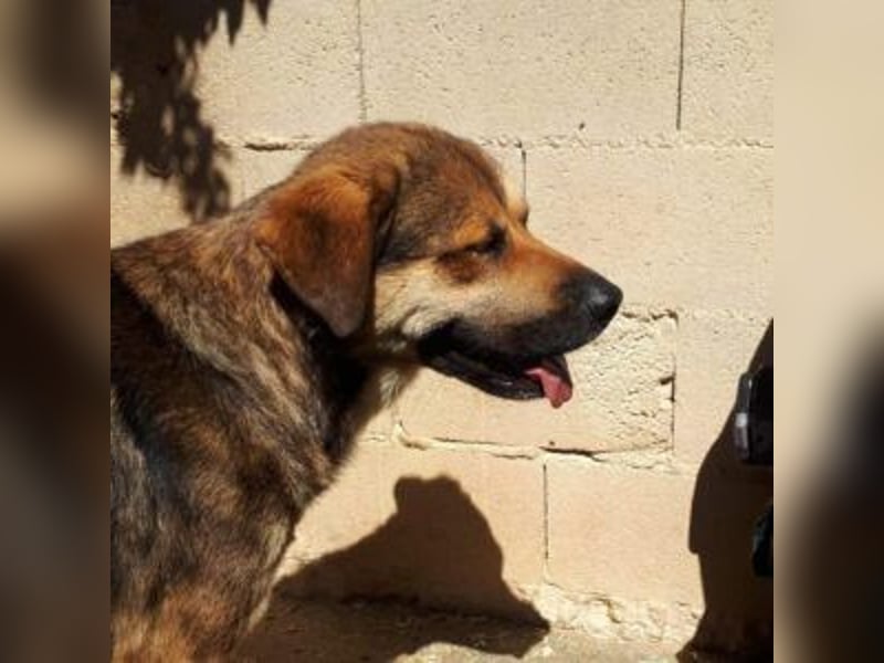 SIBILO - treuer Hundemann