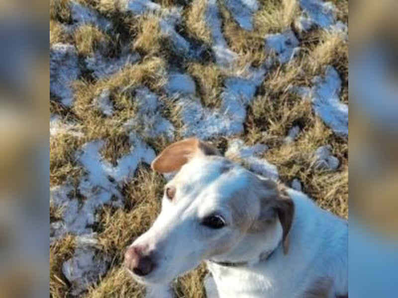 NEKO-fröhlicher, aktiver Begleiter, der gerne draußen unterwegs ist