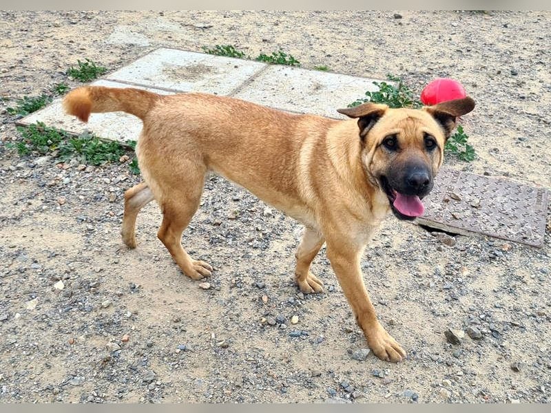 Zauberhafte GIGI-freundlich, höflich, ausgeglichen wartet auf ein schönes Zuhause