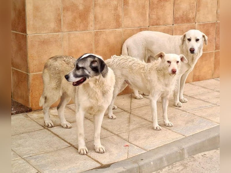 Wundervolle CELESTE-sanft, sozial, menschenbezogen, voller Liebe wartet sie auf ein schönes  Zuhause