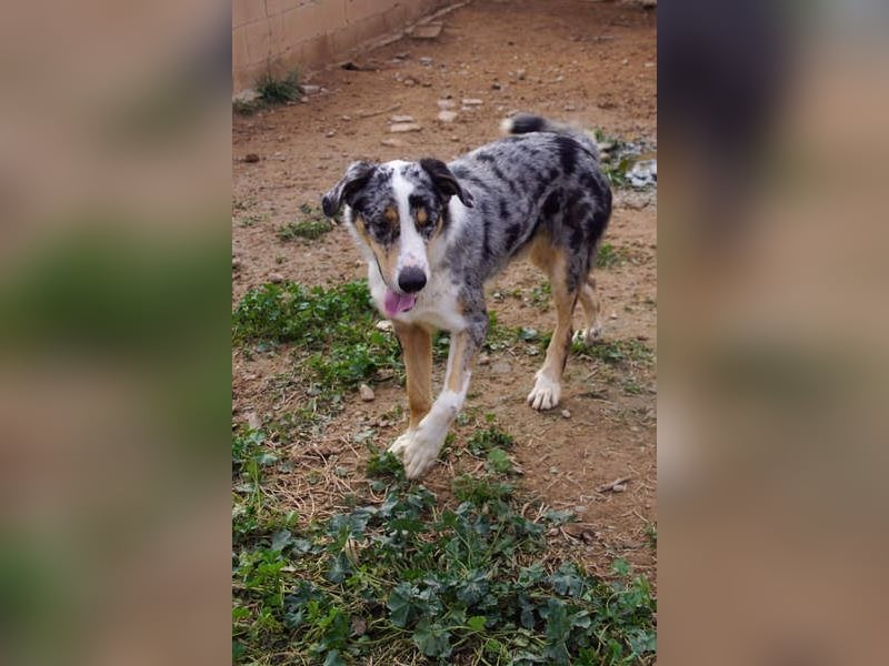 MERLI-ein Schatz auf 4 Pfoten, sozial sucht sein liebevolles Für-immer-Zuhause