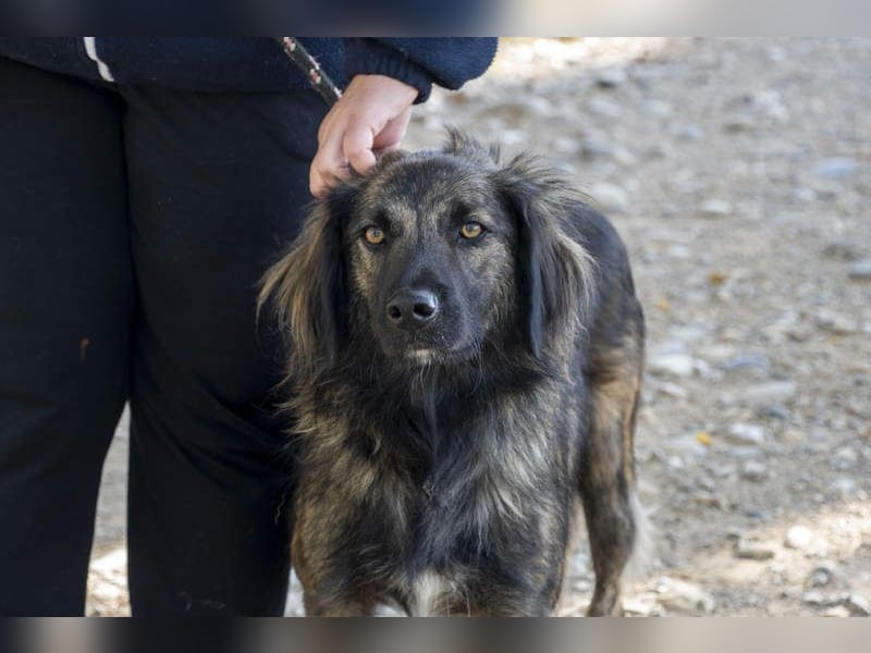 Wunderschöner ZEUS-sucht sehnsüchtig sein liebevolles Für-immer-Zuhause