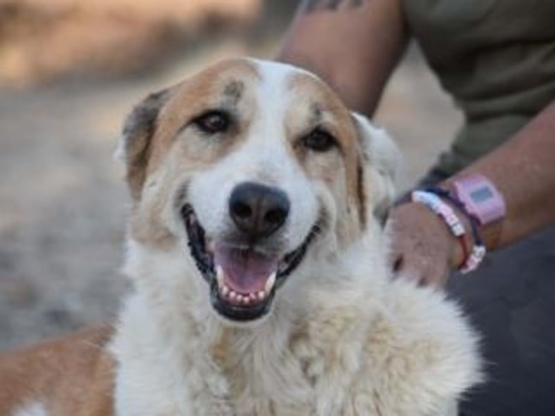 Seelenhündin INDILA-liebe,herzensgute Hündin die ihre Menschen mit Sicherheit glücklich machen wird.