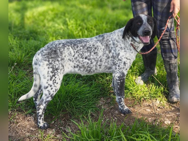 FLECHA-neugierig, sensibel, bewegungsfreudiges Mädchen sucht ihr liebevolles "Für-immer-Zuhause"