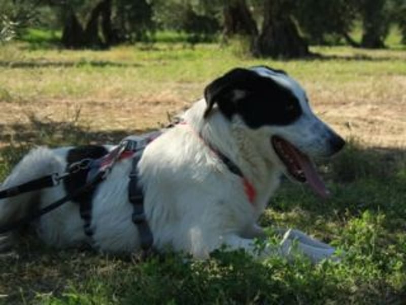 SOL-möchte Ihr ganz großes Herz an liebe Menschen zu verschenken