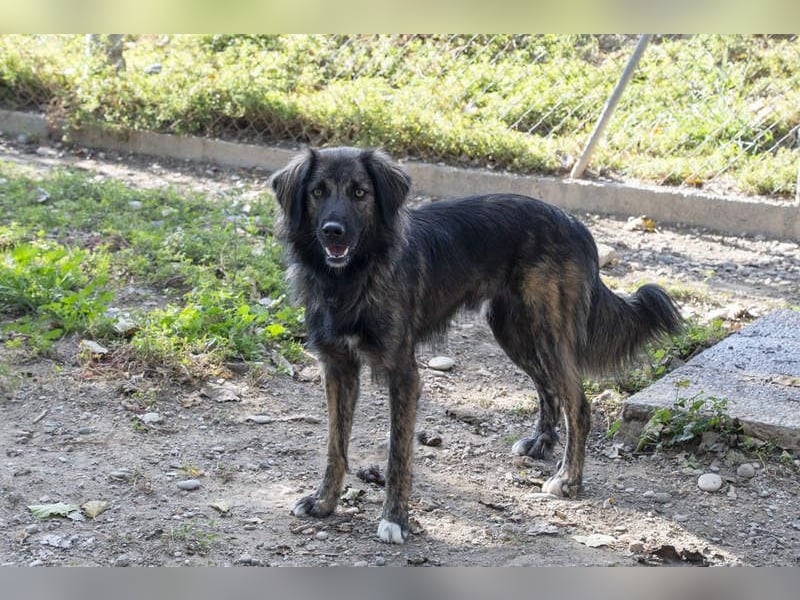 Wunderschöner ZEUS-sucht sehnsüchtig sein liebevolles Für-immer-Zuhause