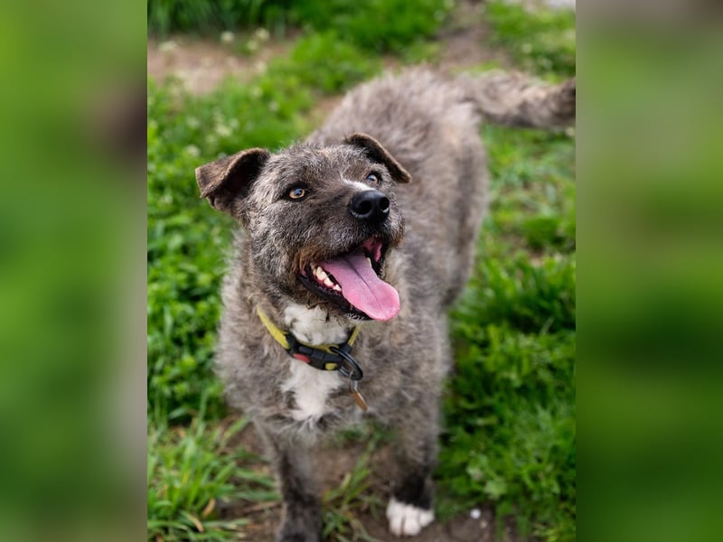 TIARA-sonniges Gemüt, treue, anhängliche Hündin