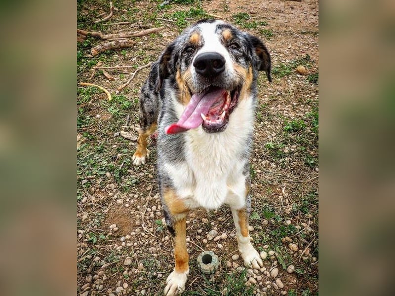 MERLI-ein Schatz auf 4 Pfoten, sozial sucht sein liebevolles Für-immer-Zuhause