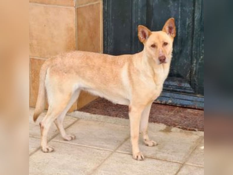 CALA-sehr angenehme, stille Hündin