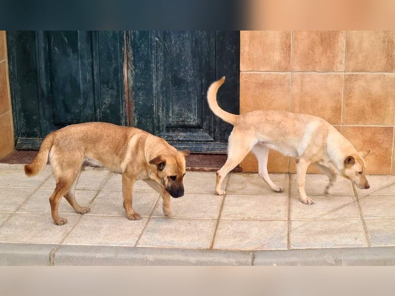 Zauberhafte GIGI-freundlich, höflich, ausgeglichen wartet auf ein schönes Zuhause